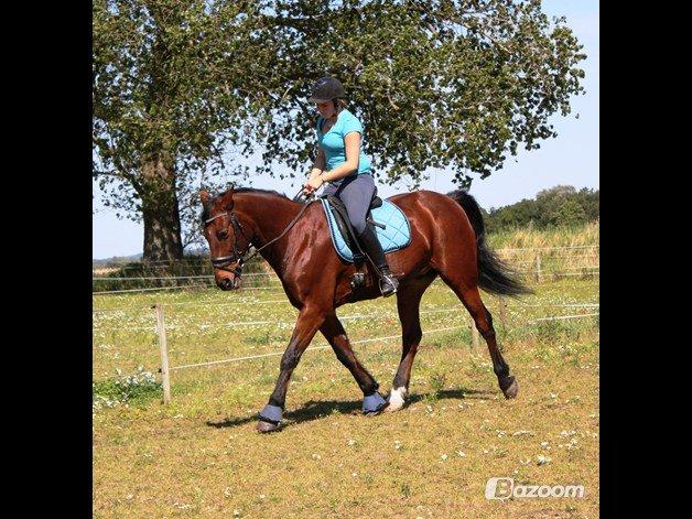 Traver Nordhusets Triton Flir <3 #Soulmate# - Dressur træning juli 2012 billede 10