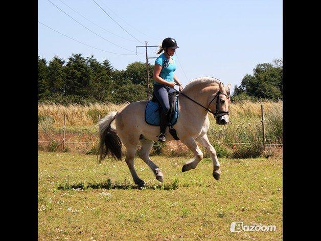 Fjordhest Milos Klattrup <3 #Dressur stjernen# - Jeg er stolt af mit arbejde med dig <3 Det viser at hårdt arbejde betaler sig :) billede 15