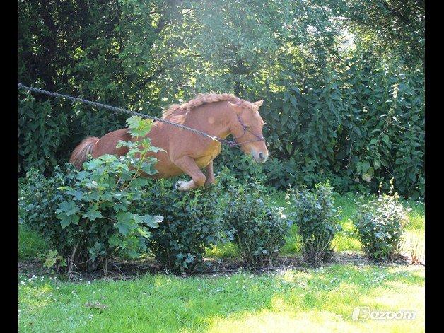 Shetlænder Nordhusets Hannibal Small <3 #Pony prinsen# - Min lille spring pony <3  billede 8