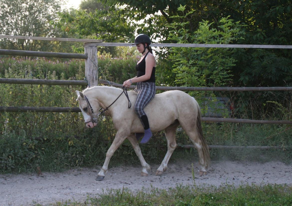 Welsh Pony (sec B) Fredens Ivory Knight billede 11