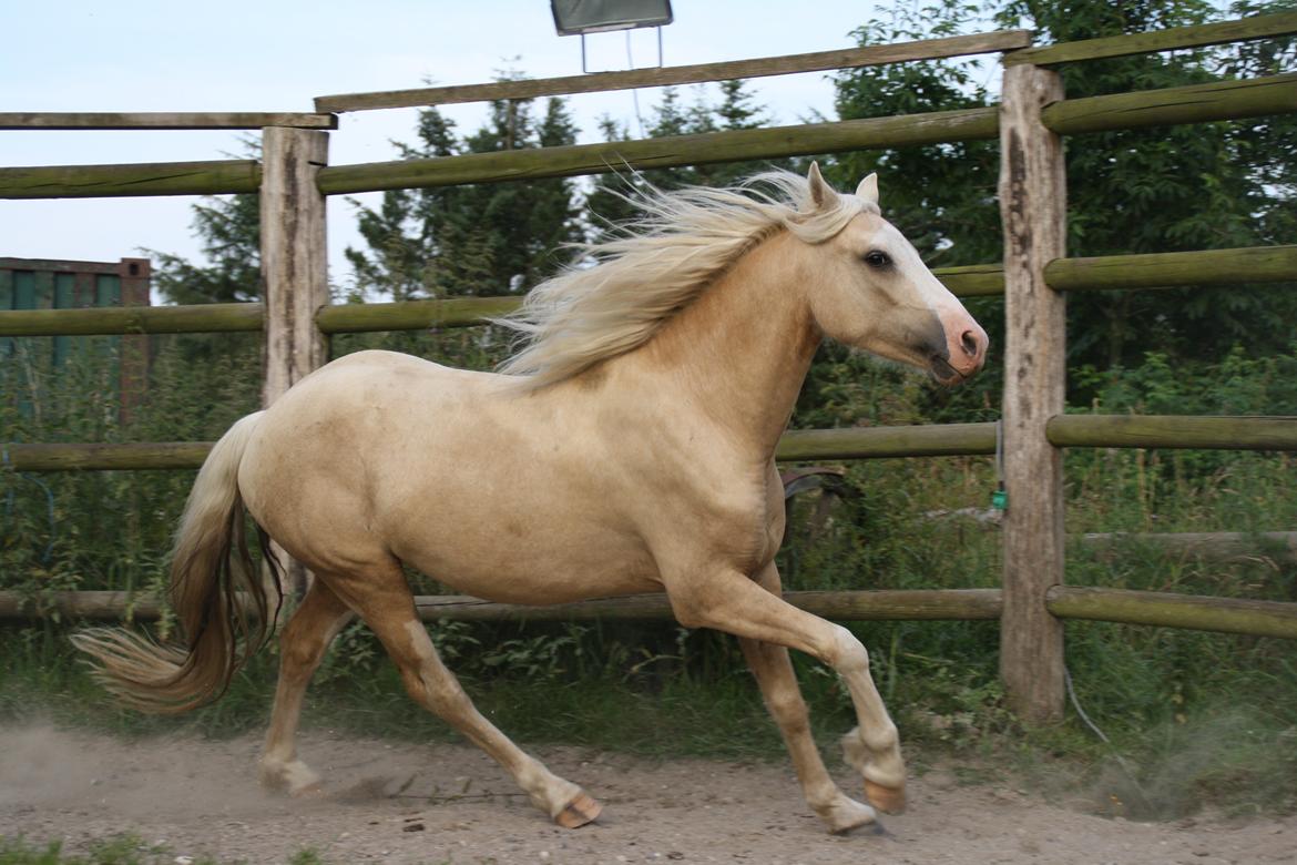 Welsh Pony (sec B) Fredens Ivory Knight billede 12