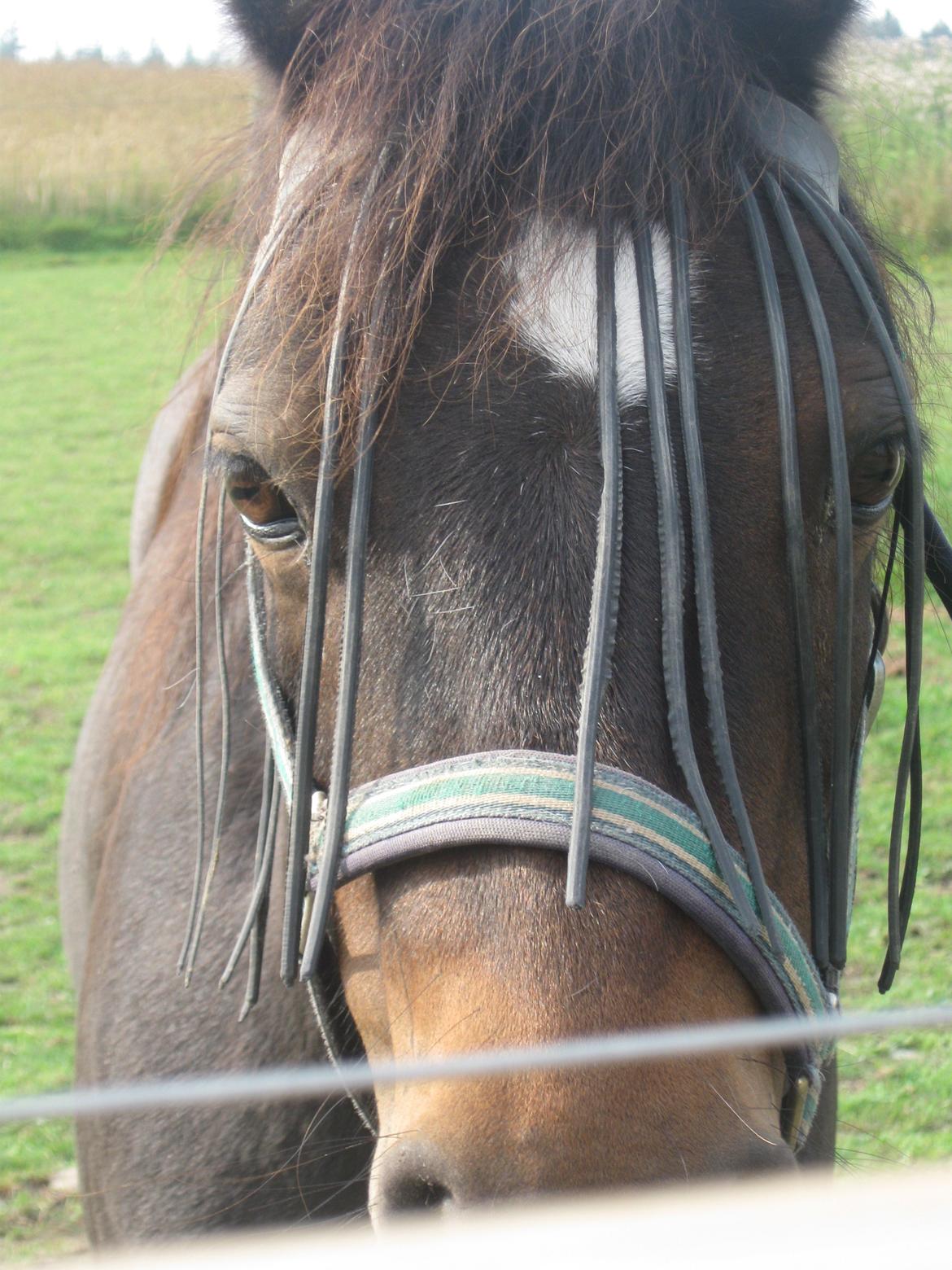 Dartmoor Feldholm's Dream-Star - hej.... hi hi billede 9