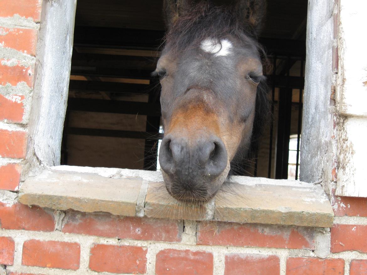 Dartmoor Feldholm's Dream-Star - hvem sagde mormor billede 10