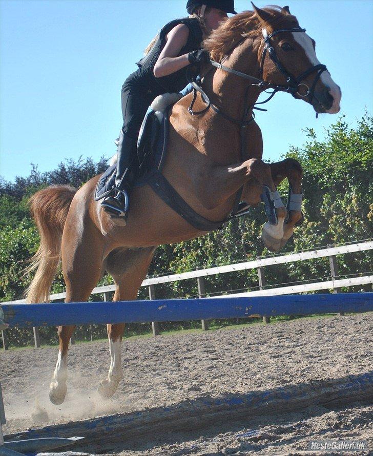 Anden særlig race Passir <3 <3 - hygge springning :D
2. eller 3. gang jeg springer tørgrav med Passir <3 billede 2