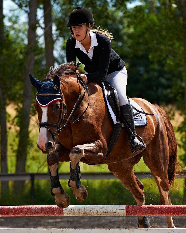 Tysk Oldenburger Gørklitgårds Octana - Barthahus 80cm billede 3