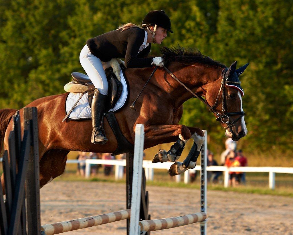 Tysk Oldenburger Gørklitgårds Octana - Hedeland 90cm billede 4