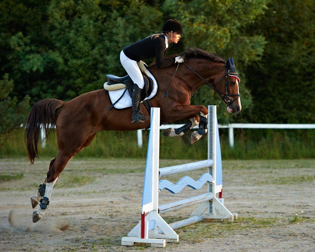 Tysk Oldenburger Gørklitgårds Octana - Hedeland 90cm billede 5