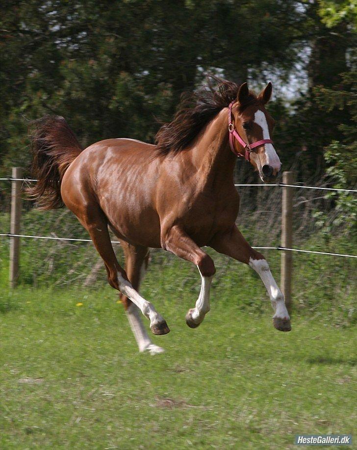 Tysk Oldenburger Gørklitgårds Octana billede 6
