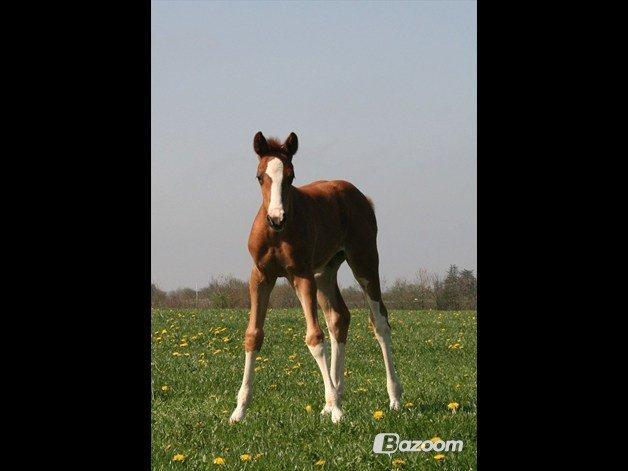 Tysk Oldenburger Gørklitgårds Octana billede 7