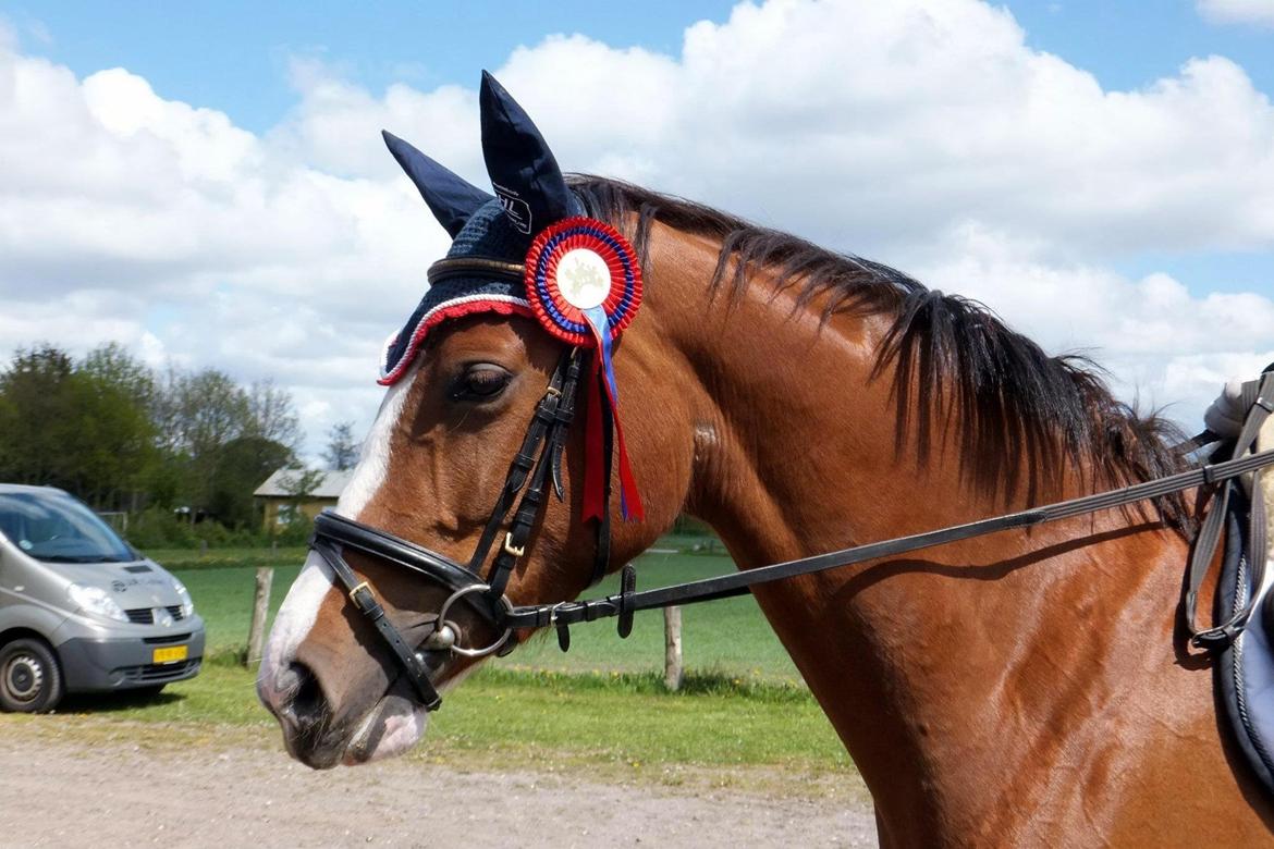Tysk Oldenburger Gørklitgårds Octana billede 9
