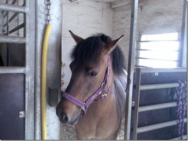 Anden særlig race Flicka <3 billede 3