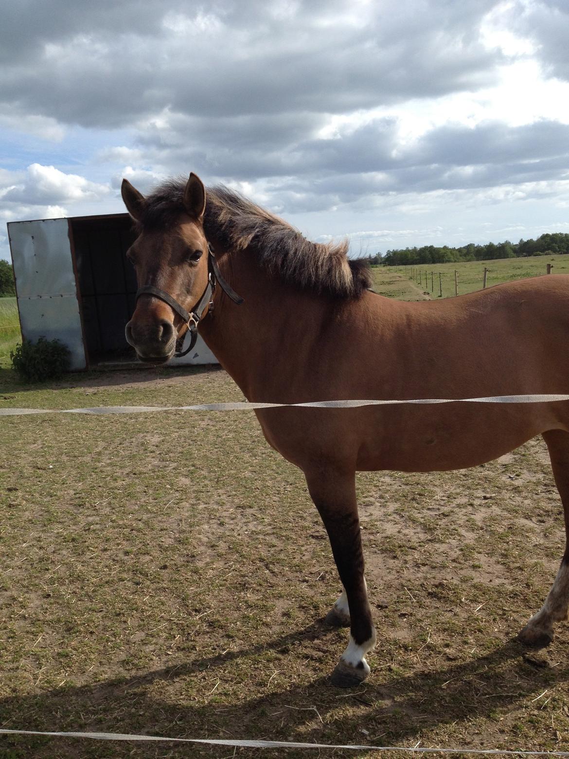 Anden særlig race Flicka <3 billede 6