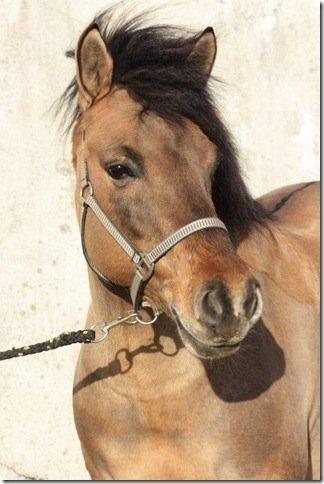 Anden særlig race Flicka <3 billede 8