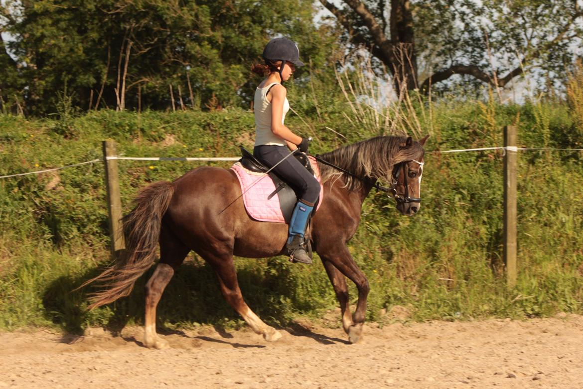 Welsh Pony (sec B) Stendyssens Sunshine - Simone & Shine <3 <3 
- mine søde stjerner. :-* billede 11