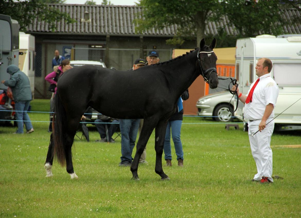 Oldenborg Pandora Noir - hjørring dyrskue 2012 billede 11
