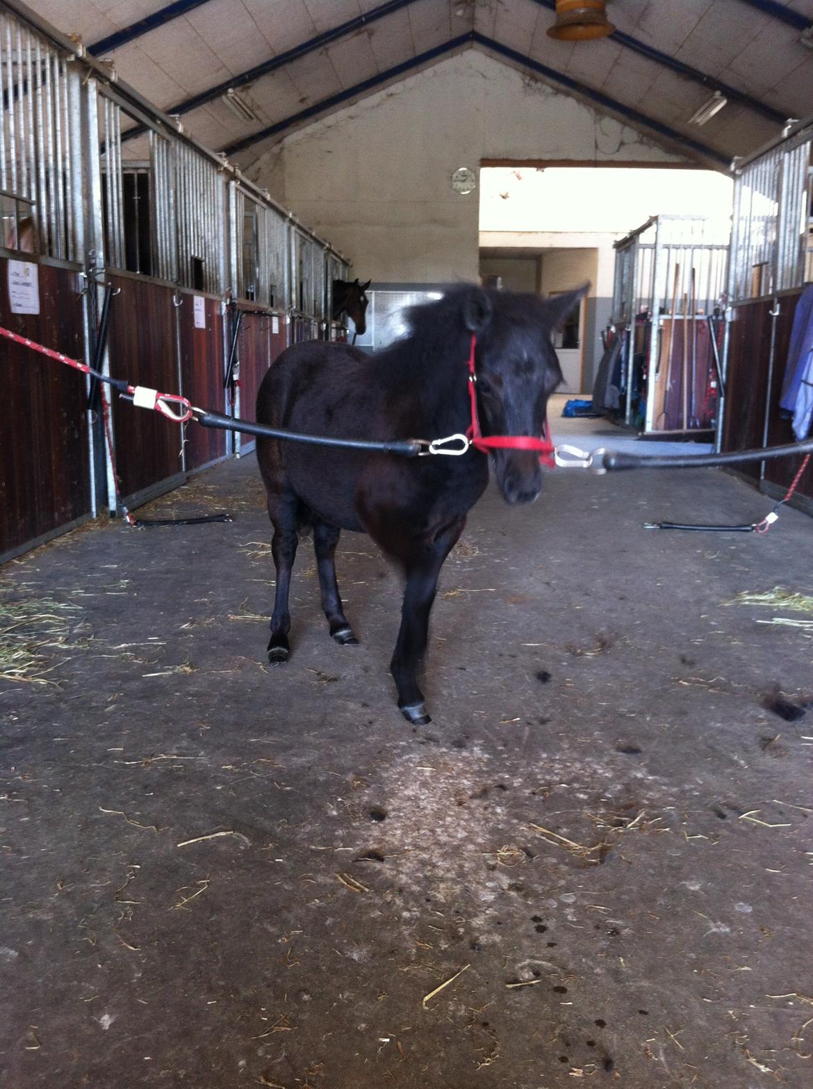 Anden særlig race Høgfeldt's Rapunsel<3 - føst gang på stald gangen ude min mor tog det pænt stod stille og plev nusset om og bliv klippet og så bliv jeg på til 85cm idag den 30 juli 2012  billede 11