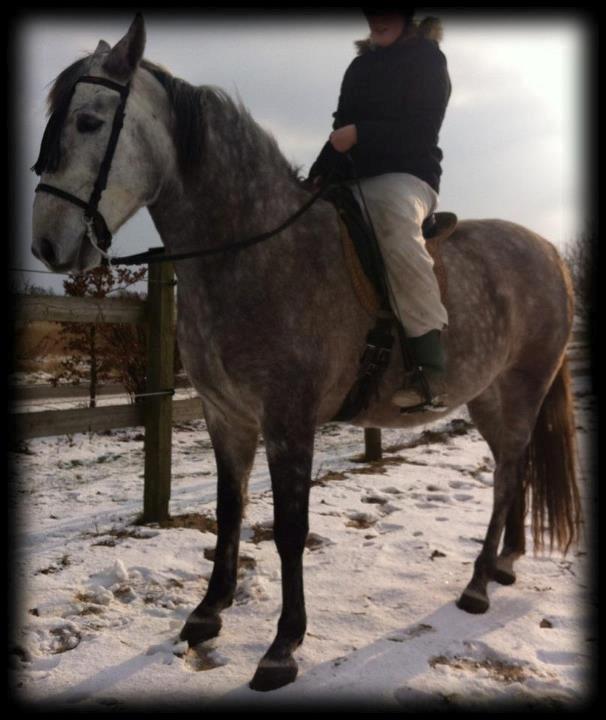 Pura Raza Española TU Ortigo (Manse) - 5 år billede 11