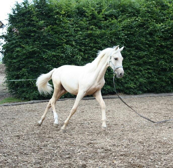 Palomino Rahbæks Noble Cortino R.I.P - juni 12 billede 4