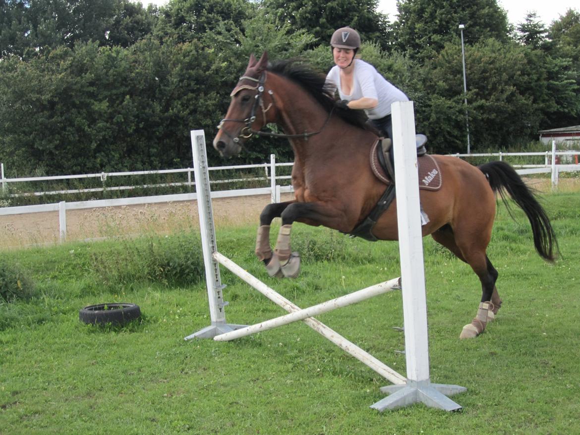 Dansk Varmblod Stenlandsdals Malou R.I.P  - Kusinen prøver at springe lillepigen billede 8