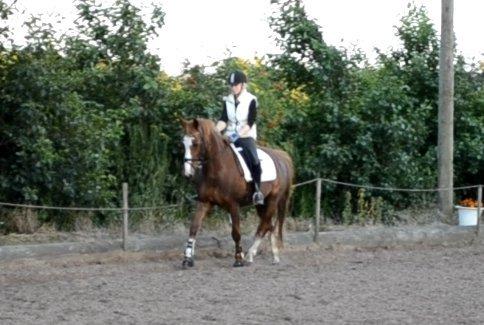 Anden særlig race Sheila - Første gang på Shela :) billede 7