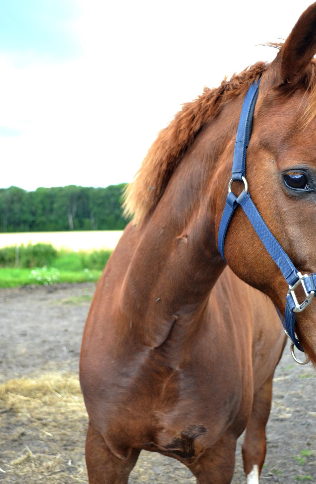 Anden særlig race Sheila - Heeeelt tæt på xD billede 10