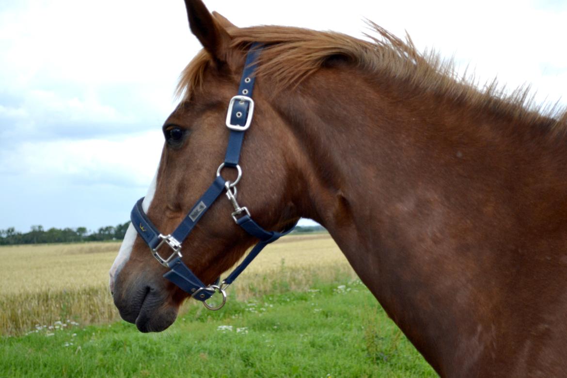 Anden særlig race Sheila billede 12