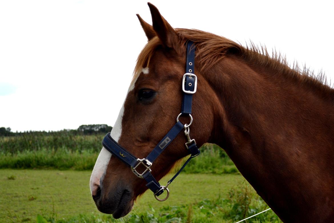 Anden særlig race Sheila billede 13