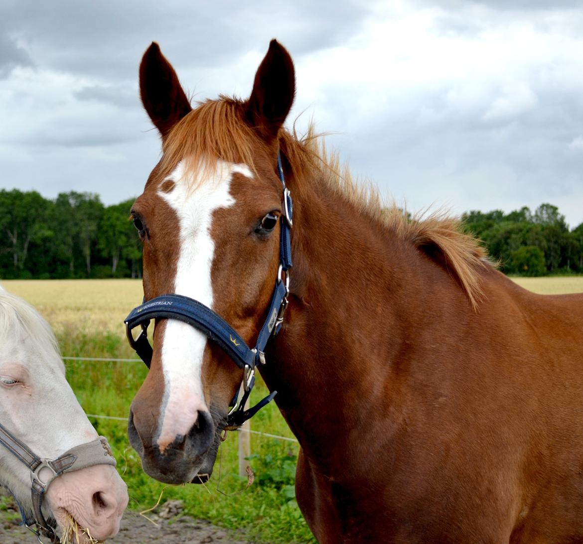 Anden særlig race Sheila billede 14