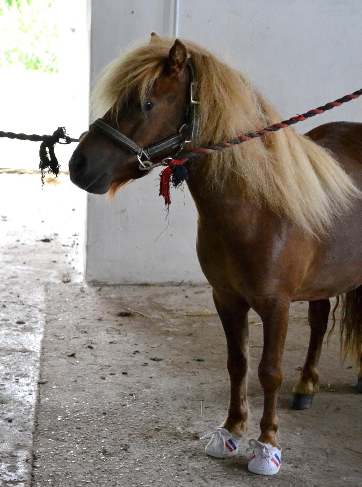 Shetlænder Bambi billede 10
