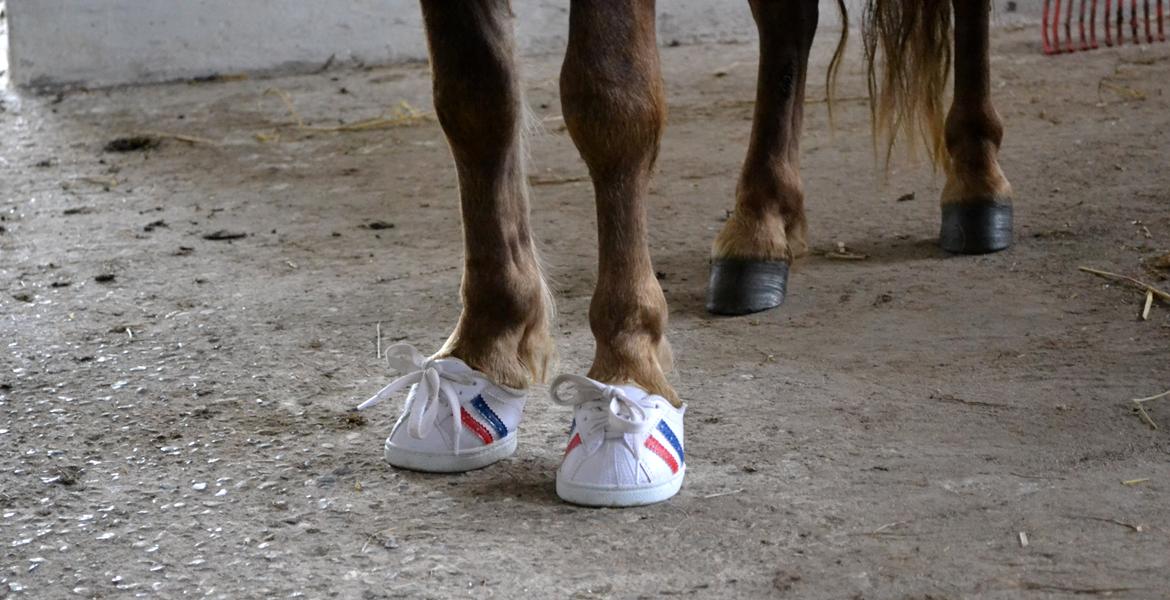 Shetlænder Bambi billede 11