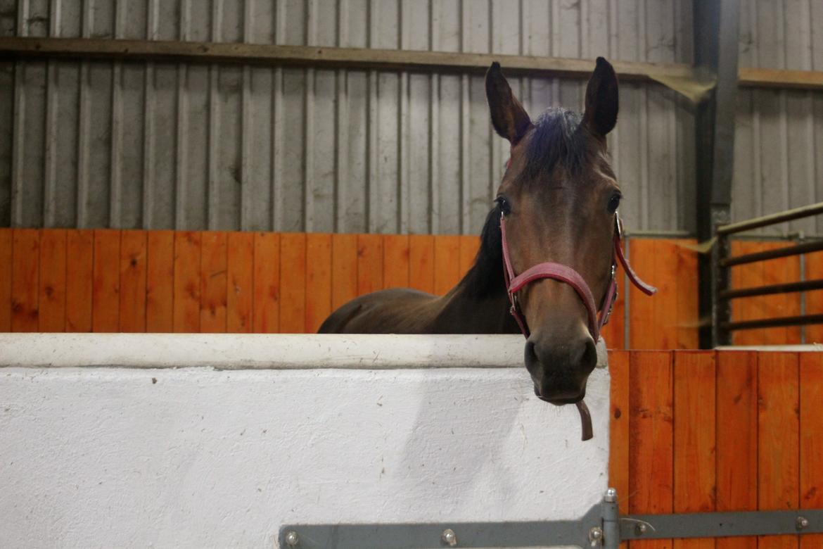 Holstener Aloa Lyngriis billede 7