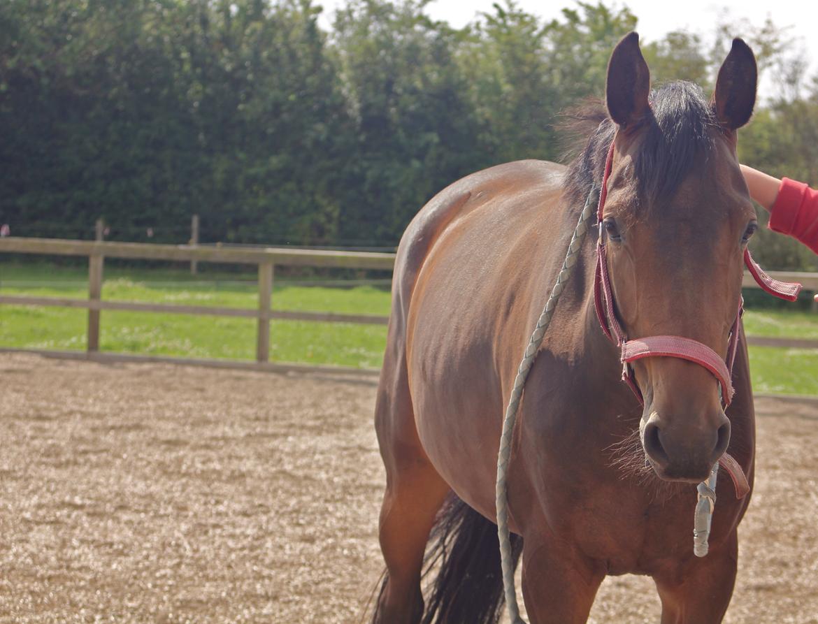 Holstener Aloa Lyngriis billede 8