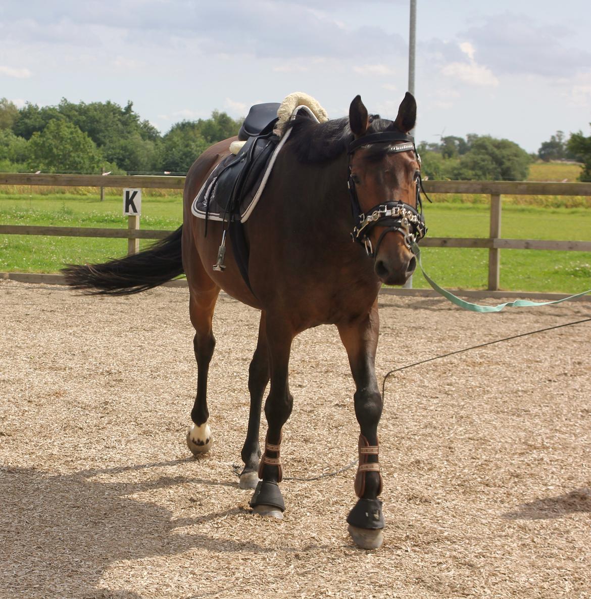 Holstener Aloa Lyngriis billede 11