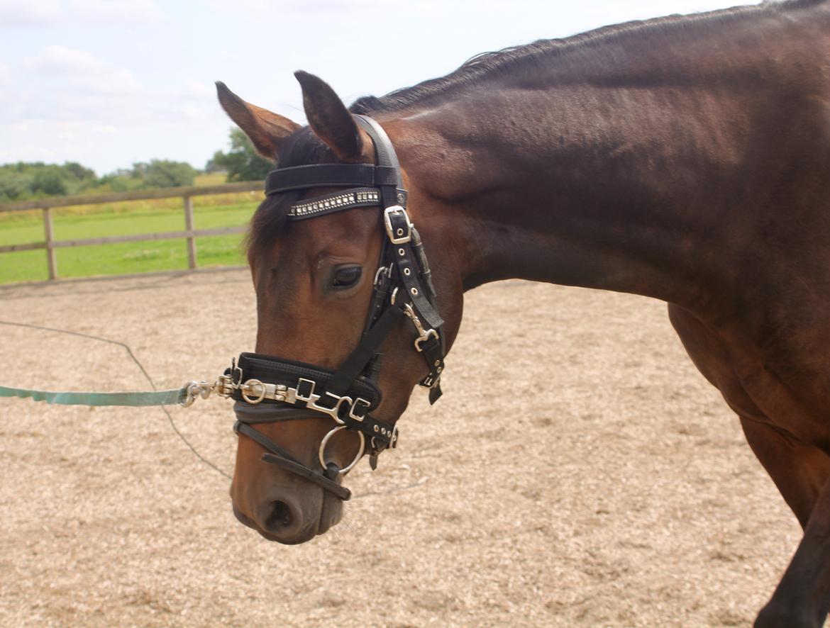 Holstener Aloa Lyngriis billede 12