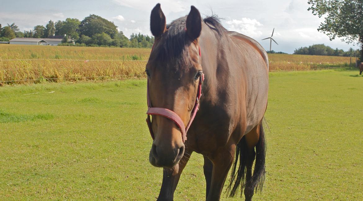 Holstener Aloa Lyngriis billede 13