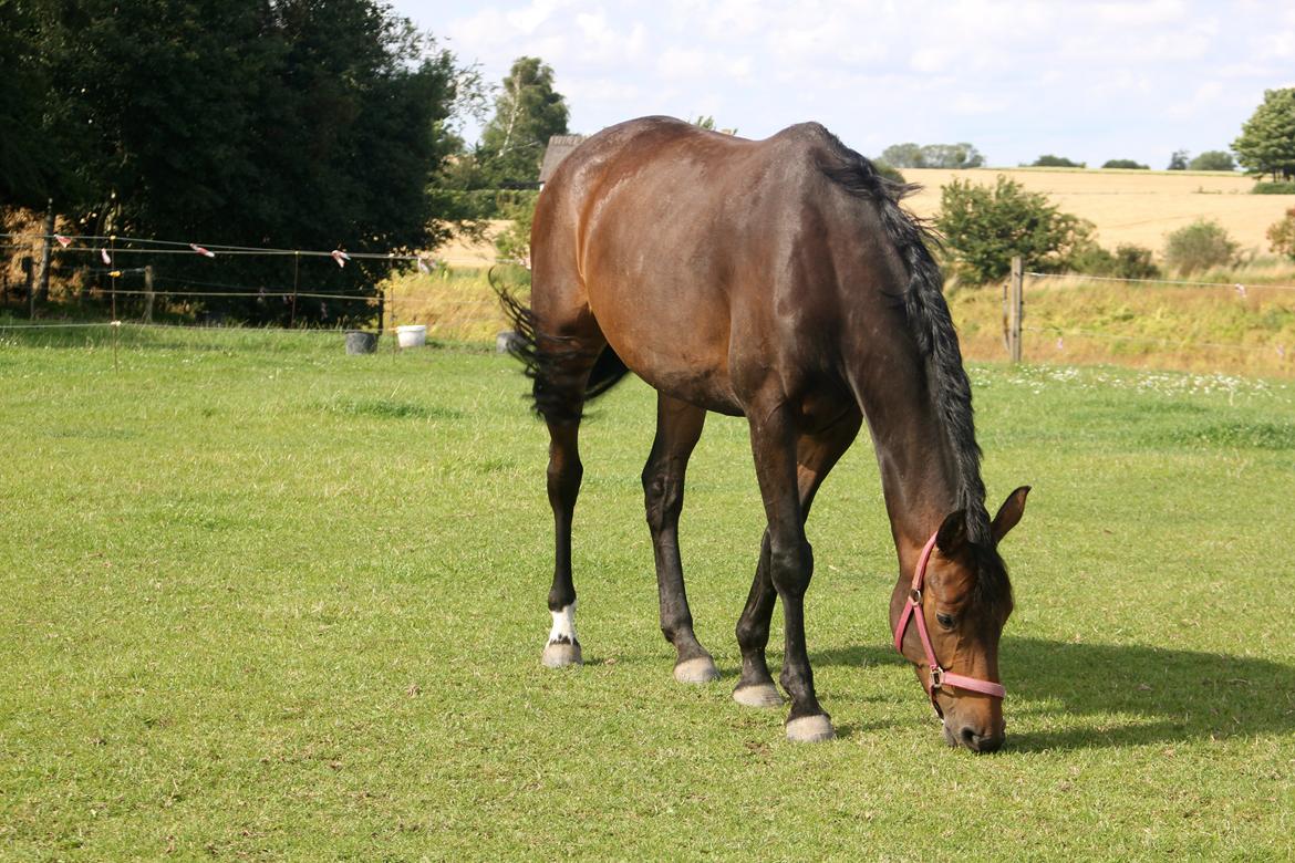 Holstener Aloa Lyngriis billede 9