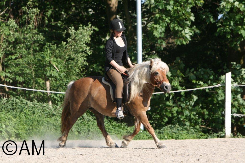 Anden særlig race Lille Lyn - 2. Dressur i maj.  billede 8