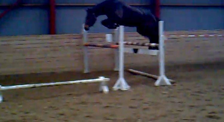 Holstener Cassiopeia - Løsspring som 4 års, 2011 billede 7