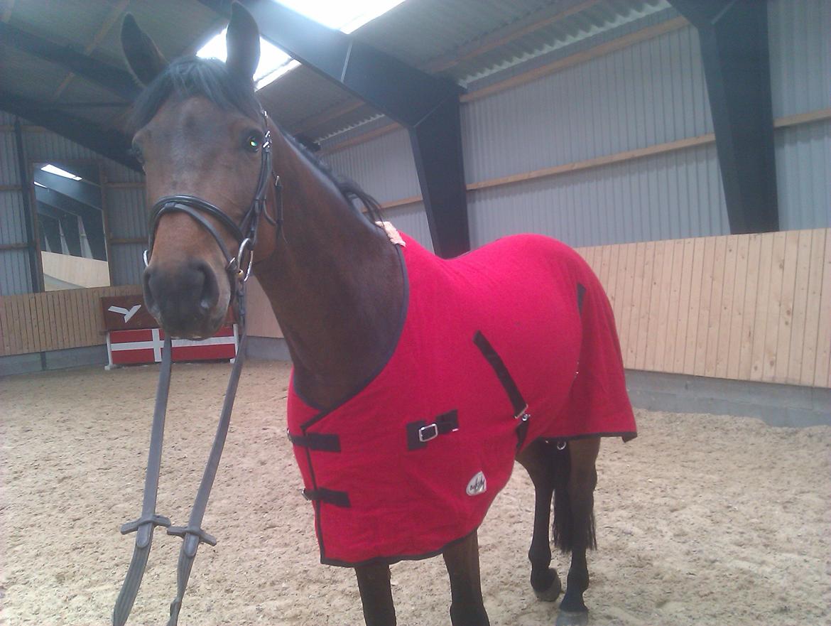 Holstener Cassiopeia - 2012 billede 8