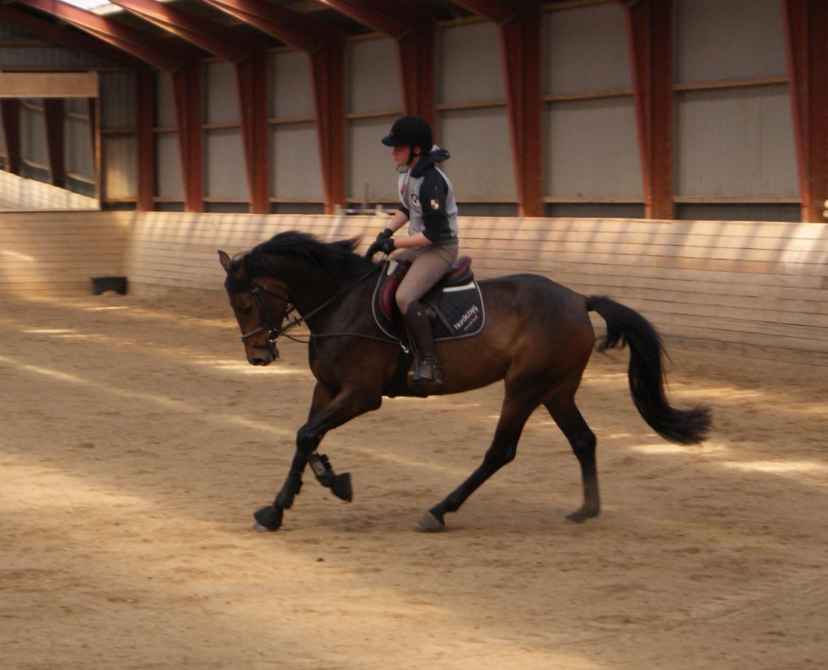 Holstener Cassiopeia - 2011 billede 9