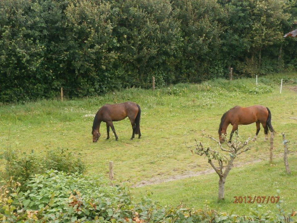 Holstener Cassiopeia - 2012 billede 11