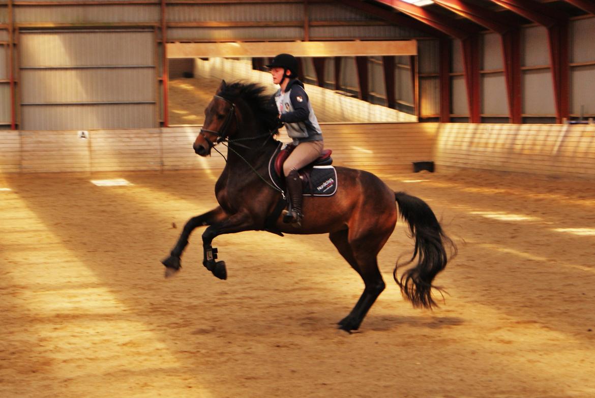 Holstener Cassiopeia - 2011 - når hun bliver lidt mobset :) billede 12