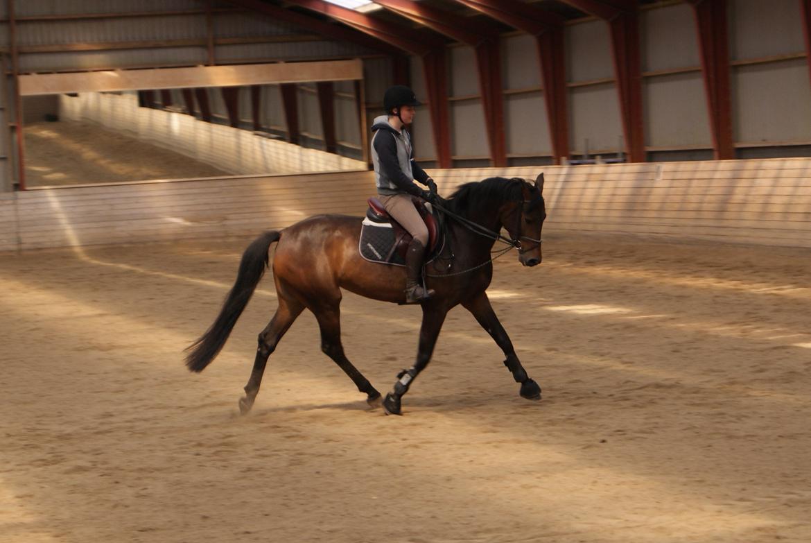 Holstener Cassiopeia - 2011 billede 14