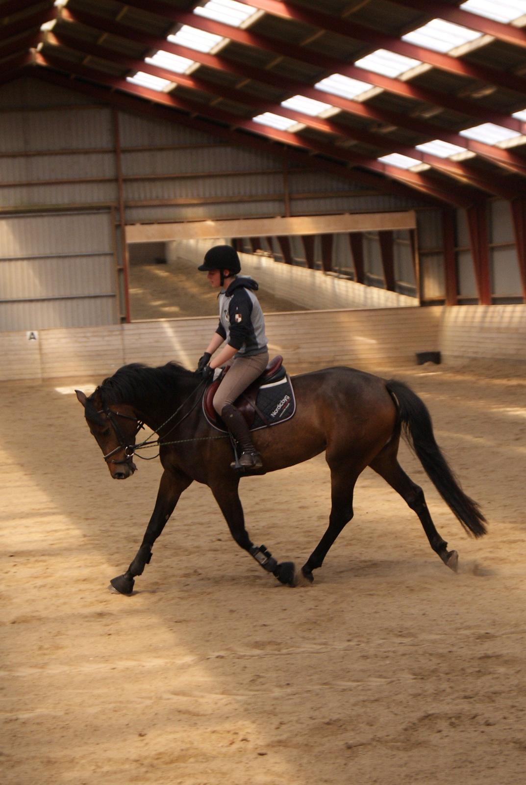 Holstener Cassiopeia - 2011 billede 15