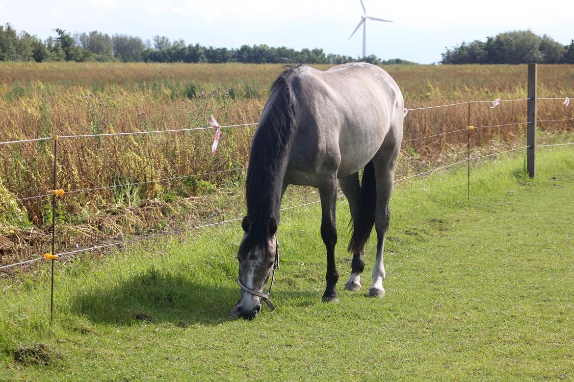 Holstener Cera Lyngriis billede 11