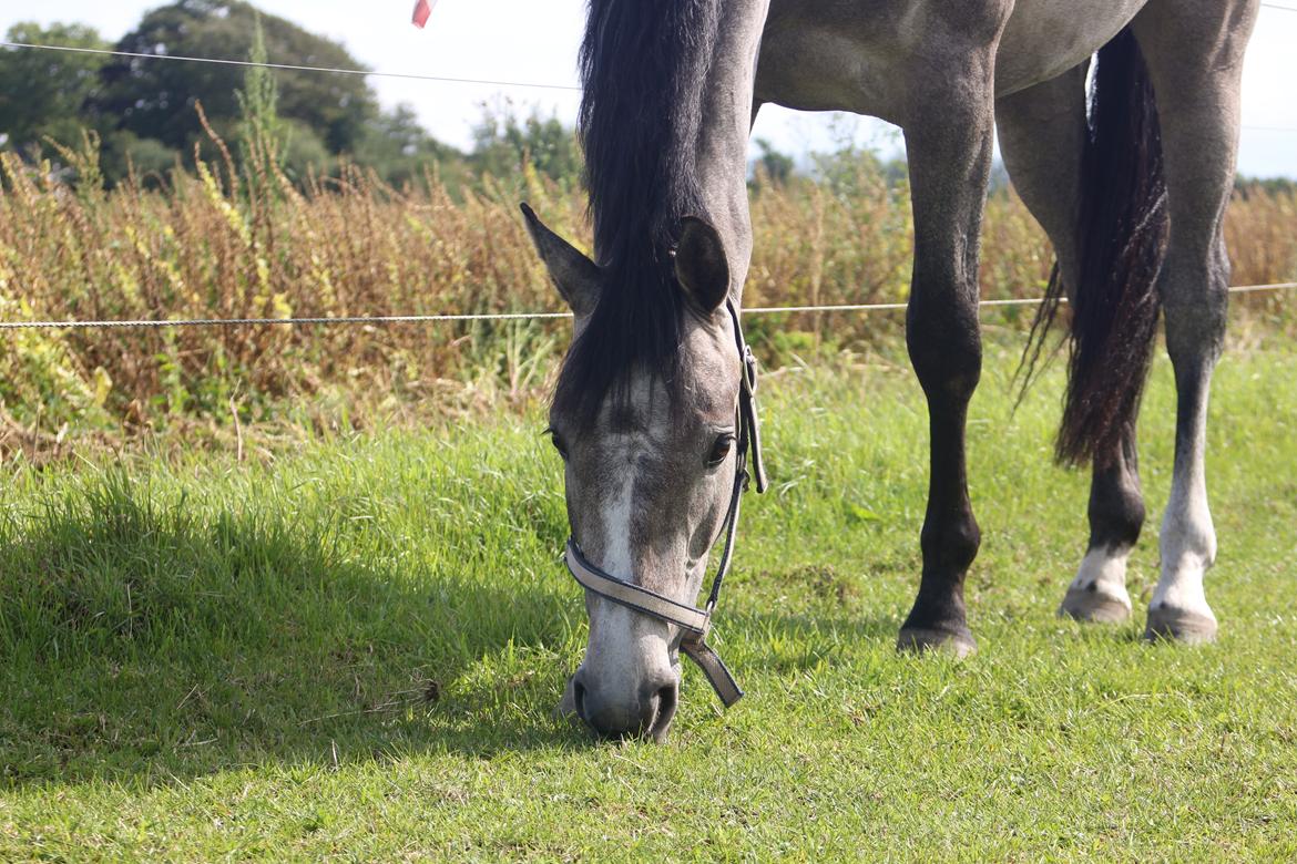 Holstener Cera Lyngriis billede 13