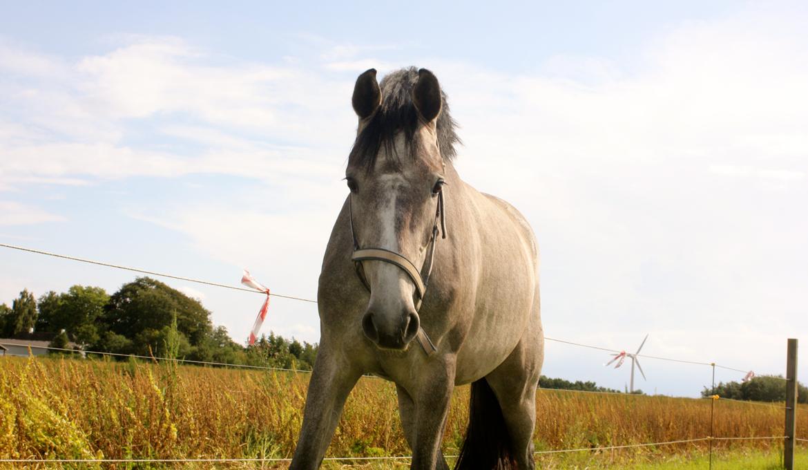 Holstener Cera Lyngriis billede 14