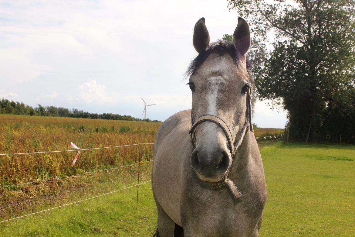 Holstener Cera Lyngriis billede 15