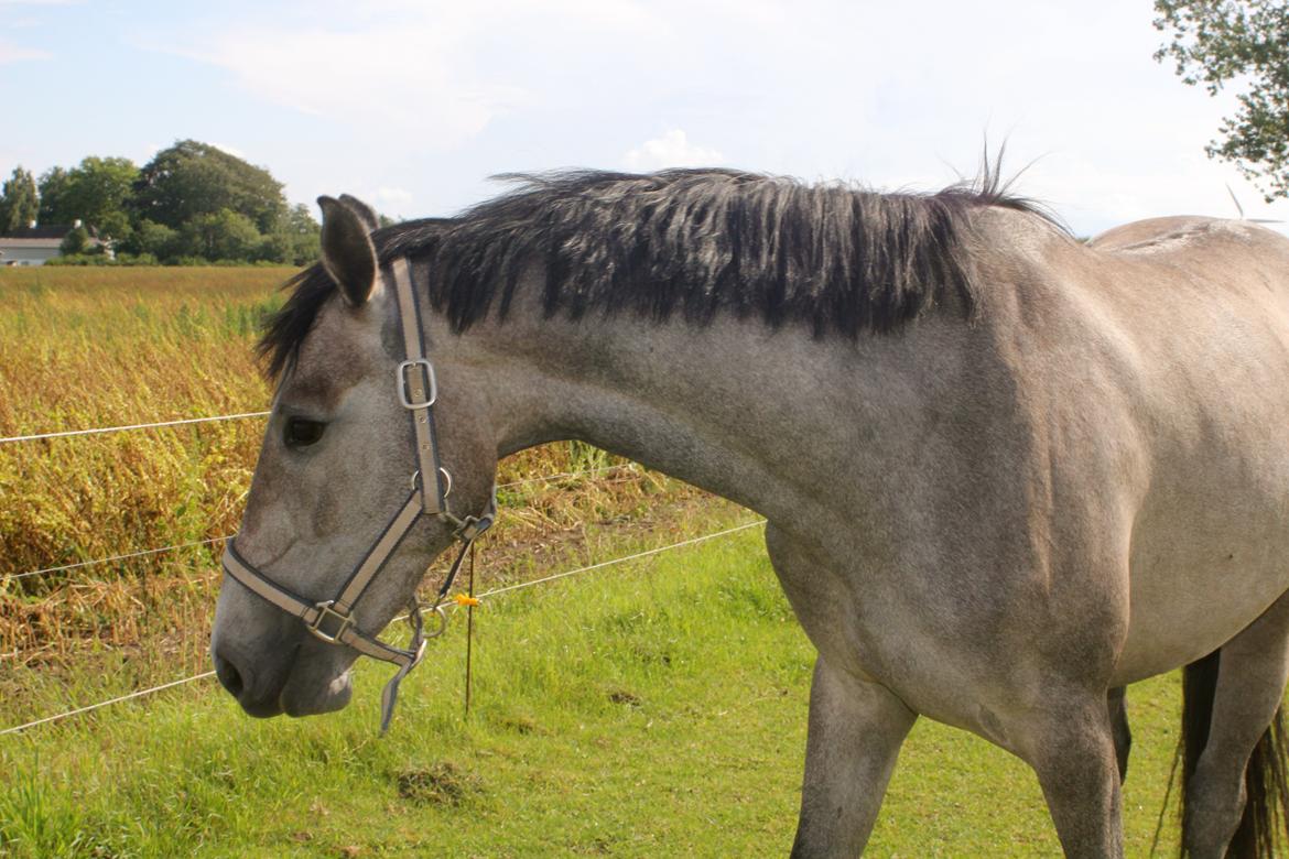 Holstener Cera Lyngriis billede 16