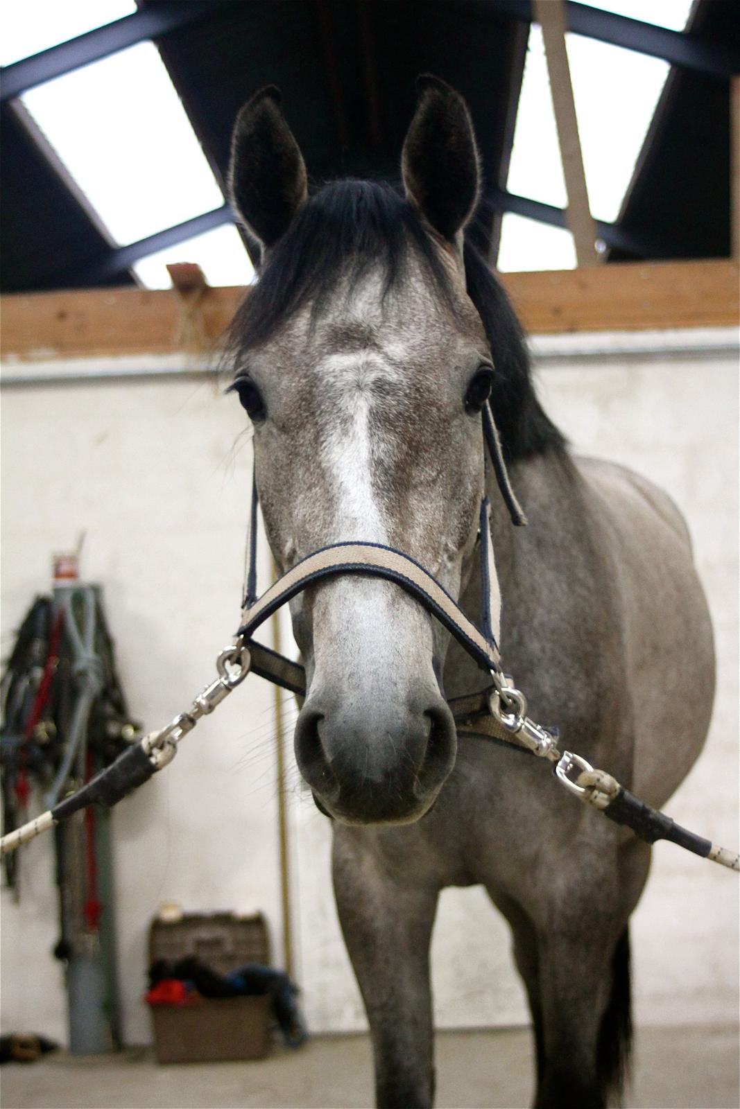 Holstener Cera Lyngriis billede 8